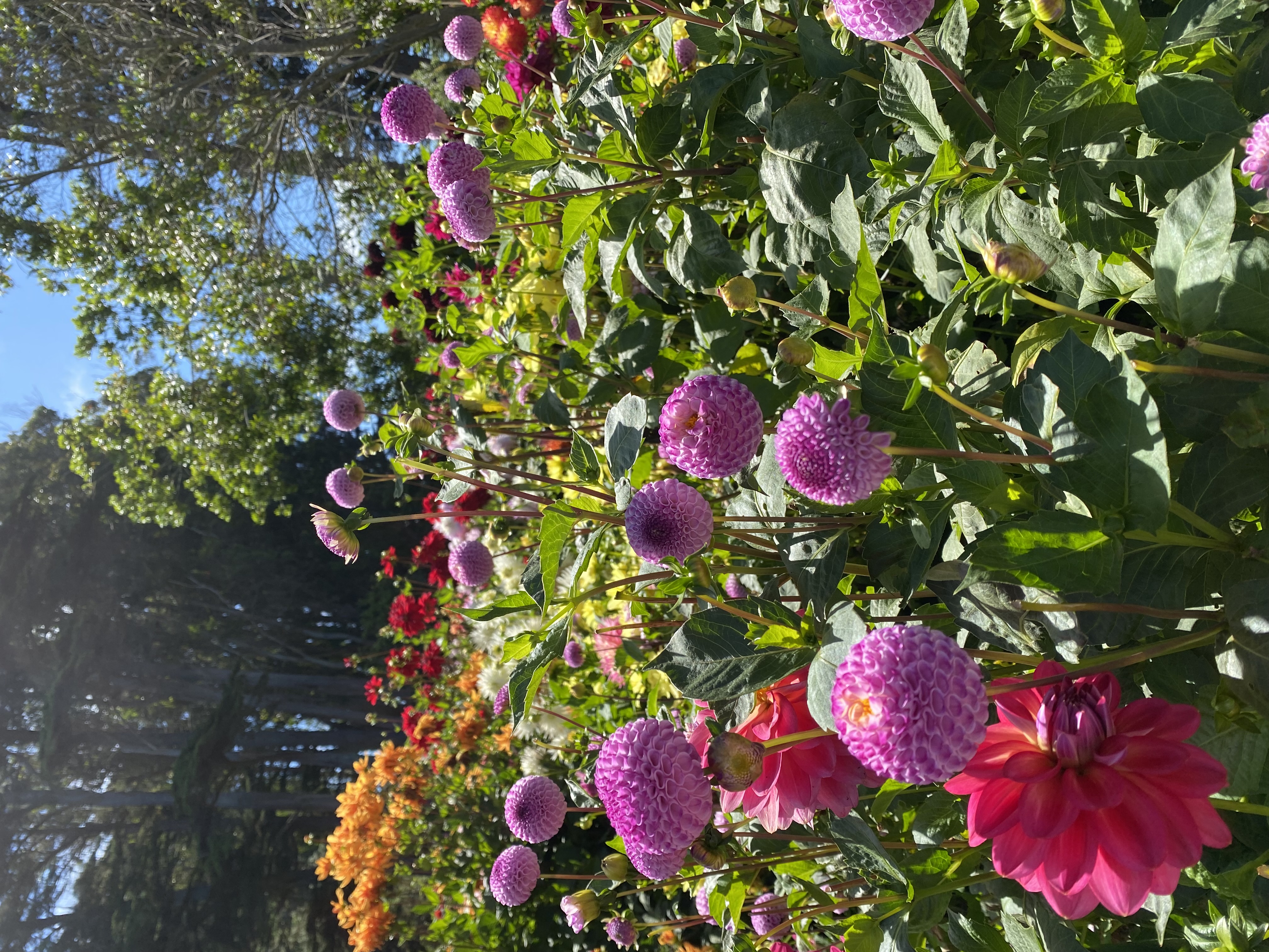 Dahlia garden, botanic garden